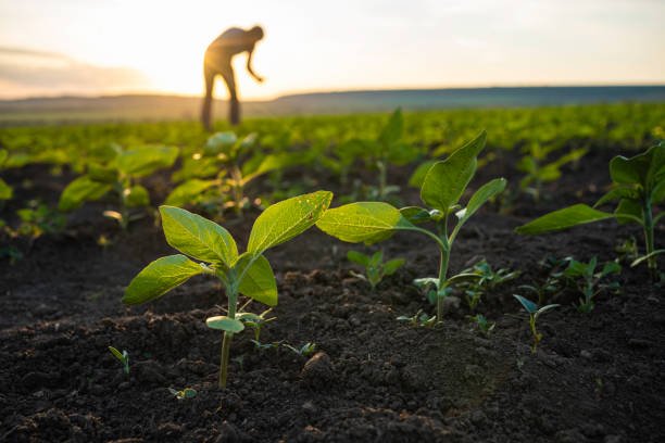 Sustainable Agriculture & Energy
